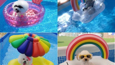 🐶 여름맞이 댕댕이 구명조끼 특가! 놓치면 후회💦 솔직 후기